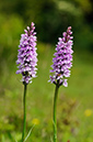 Spotted-orchid_Common_LP0316_67_Fraser_Down